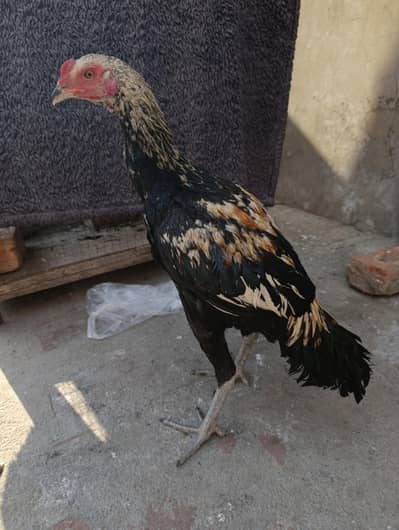 Aseel dragon Thai patha for sale in low price wtsp 03234687019