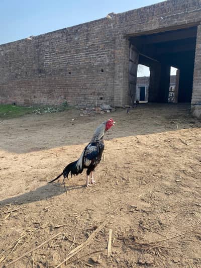 aseel murag for sale one match win video available