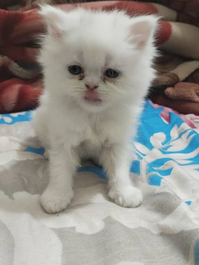 Persian kitten