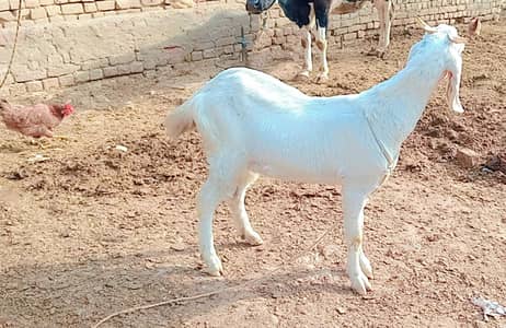 Goat full white 3.5 ma confirm ghbn white eyes me h 38500 last price
