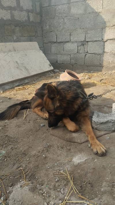 female jerman shepherd