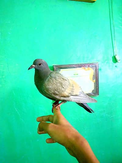 HAND-TAME PIGEON