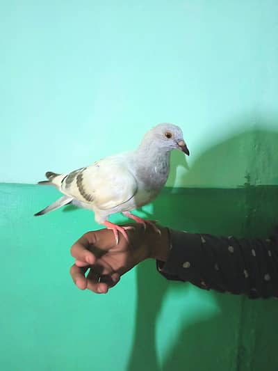 HAND-TAME PIGEON