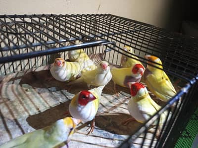 Exbactinon Goldien available