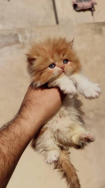 Adorable Brown Punch Face Kitten for Sale  | 2 Months Old