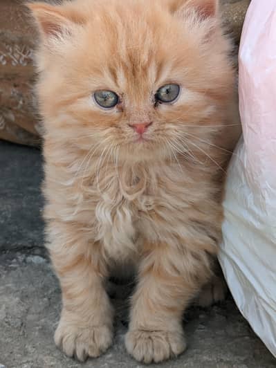 kittens available triple coat