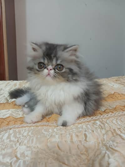Cute peke kittens of import of both russian  parents,adorable,active
