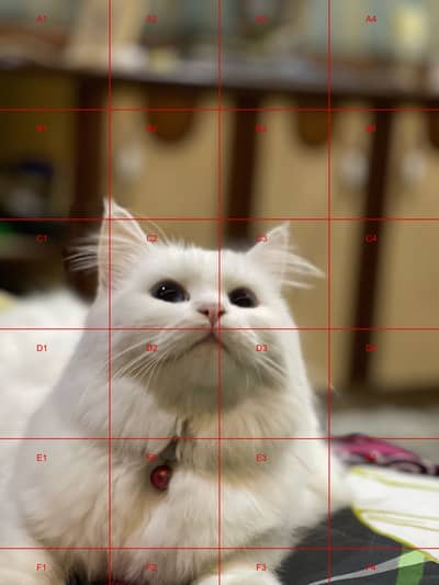 Persian white colour cat fully trained