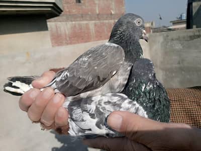 Good quality breeder pair for sale.