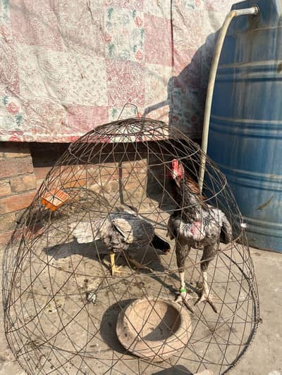 aseel saleta valeeti cross pair