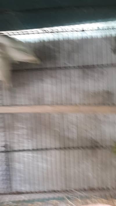 Albino Bluetooth split is male female pure red eyes second1