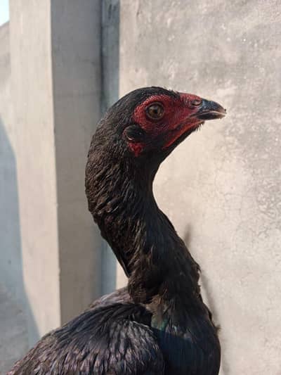 high quality thai pkoy female