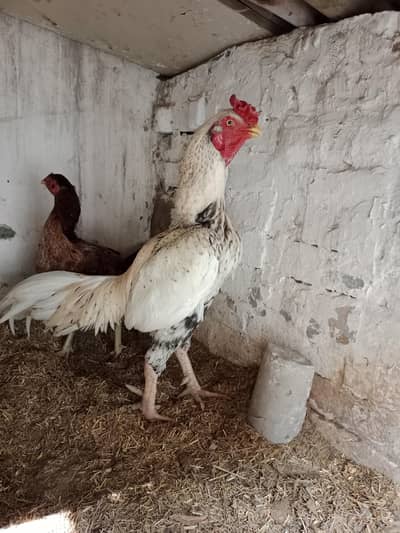 اصیل میانوالی بریڈر مرغا فروخت کے لیے