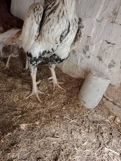 اصیل میانوالی بریڈر مرغا فروخت کے لیے