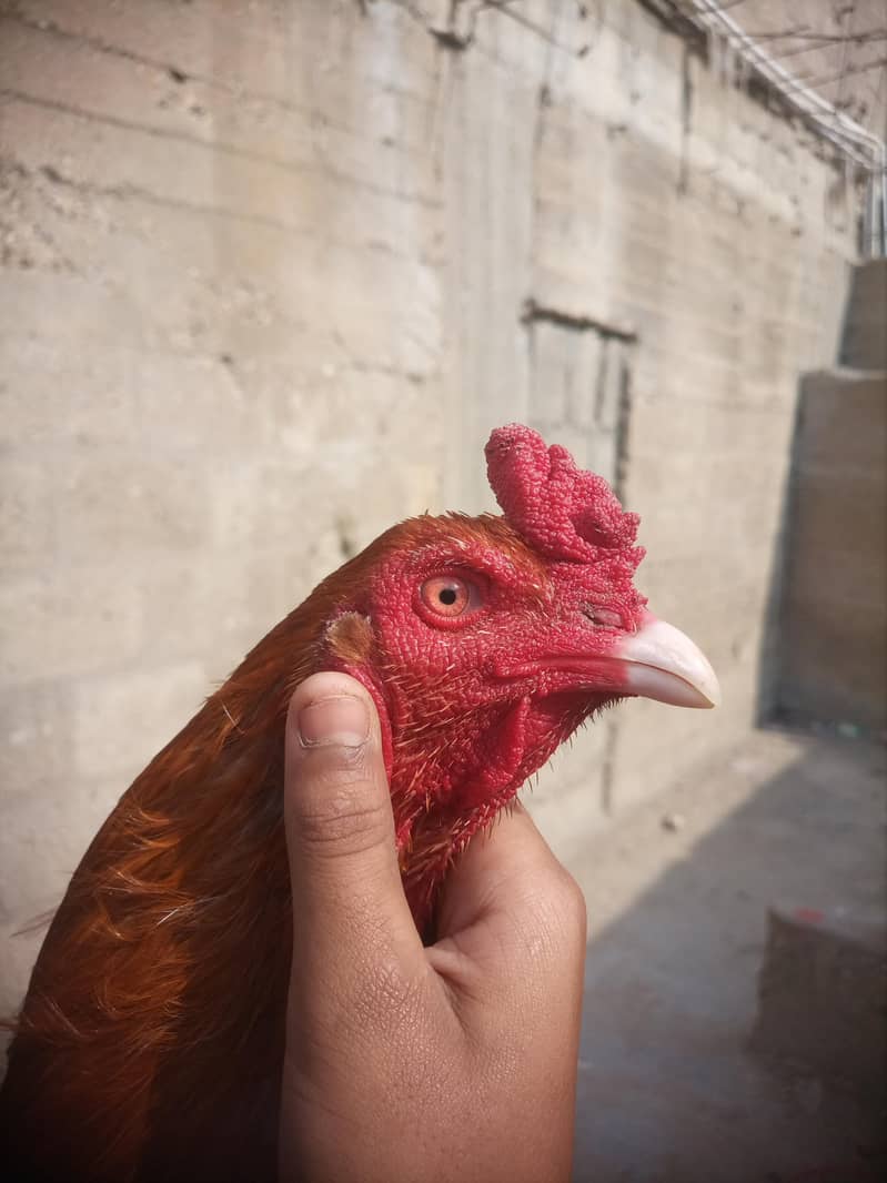 اعلیٰ نسل کا اصیل مرغا — سفید آنکھ، سرخ چمکدار لائننگ، فائٹ فٹ 2