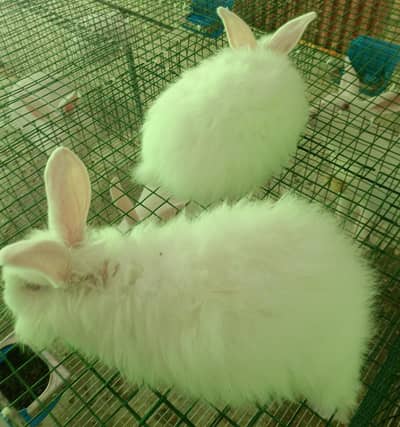 Angora rabbits for sale
