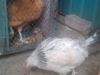 4 Golden misri murgya Anda vali