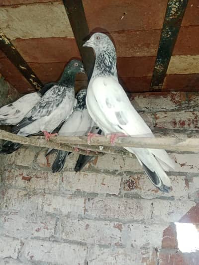 Pigeon kabotar