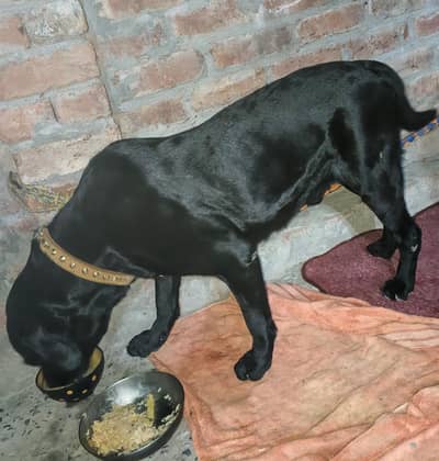 good and healthy fully active