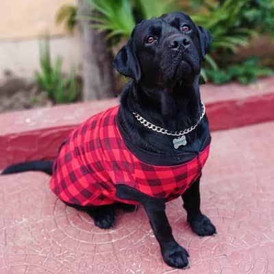 Male Labrador Dog Stud Available - Only For Breeding