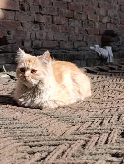 Triple Coat Female Persian Kitten - 6 Months Old Cat Fully Vaccinated