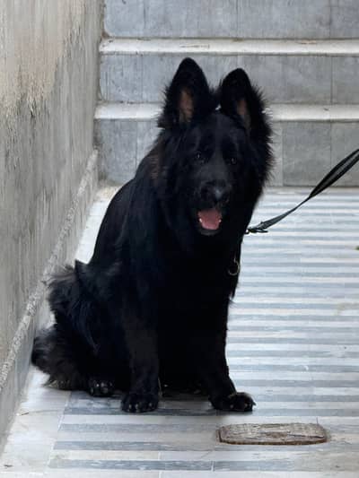 Black German Shepherd Pedigree