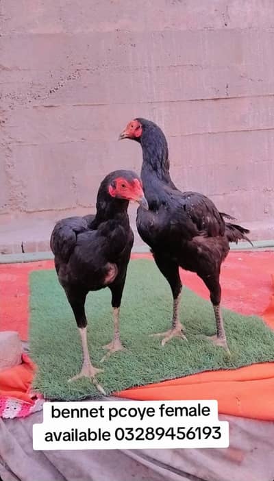 bennet pcoye females