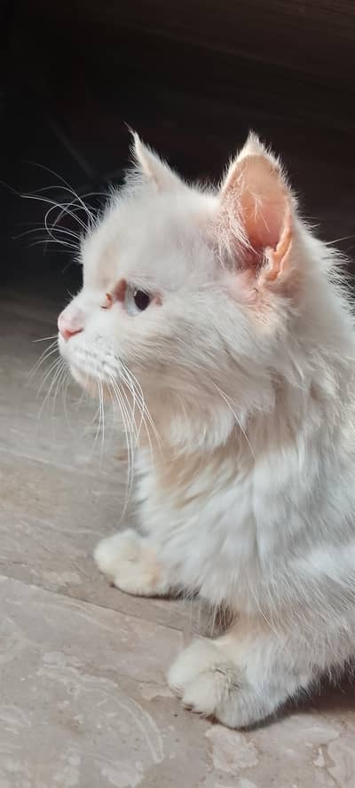 blue eyes pregnant female cute playing active