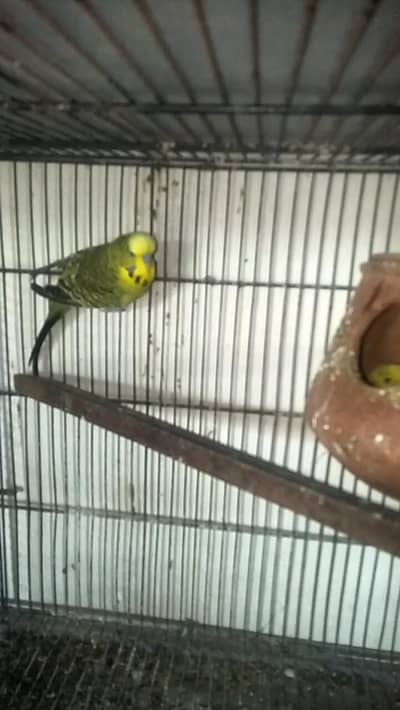 King exhibition exchange possible cocktail no SMS only call