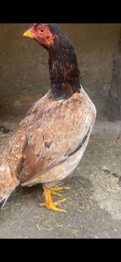Aseel top quality breeder female available