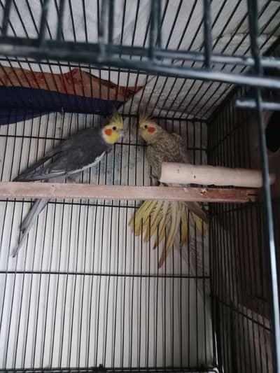 colorful parrots _ ready for new home