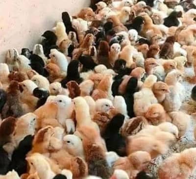 Golden misri chicks for sale My WhatsApp Number 03379223045