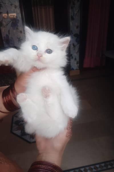 Persion Cat For Sale