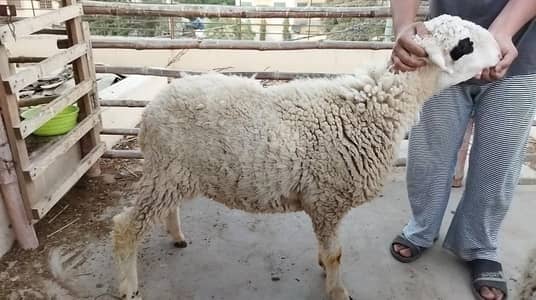 Dumba/ kharay k kajle Dumbe/ Sheep/ Qurbani / Bakra Eid 2026
