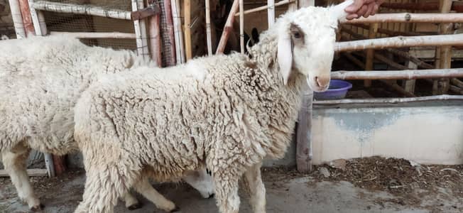 Dumba/ kharay k kajle Dumbe/ Sheep/ Qurbani / Bakra Eid 2026