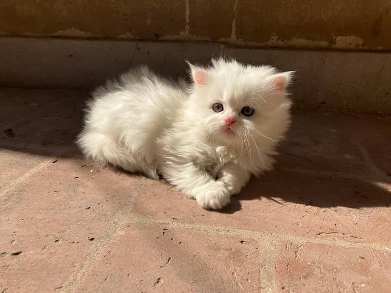Cute Kittens 3