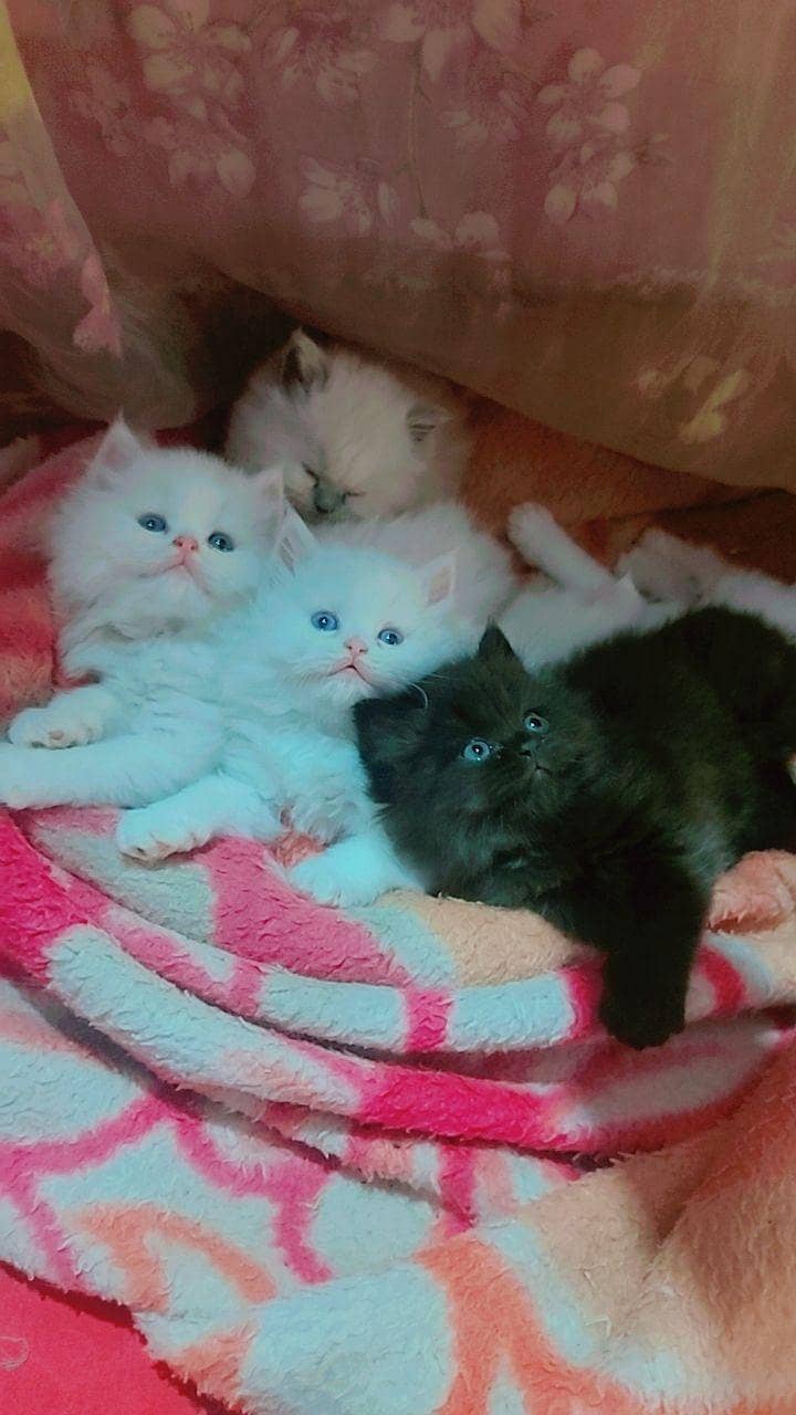 Cute Kittens 4