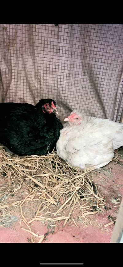 Kruk fresh aseel madia