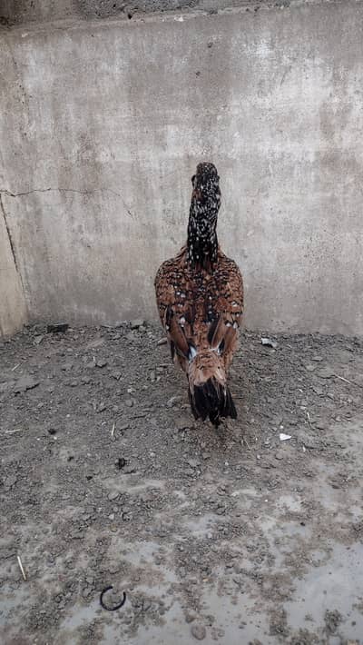 Mashallah high quality Chena breeder Galvi madi