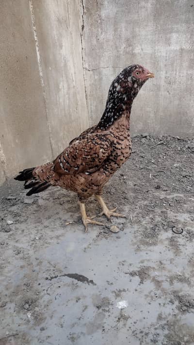 Mashallah high quality Chena breeder Galvi madi