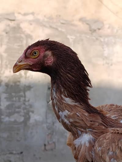 MIAN wali female hen