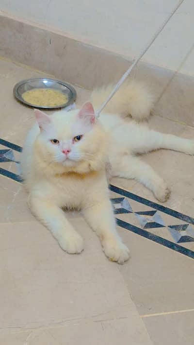 Persian cat, bila