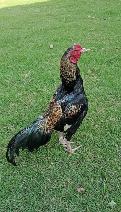 Pakistan mazbot quality