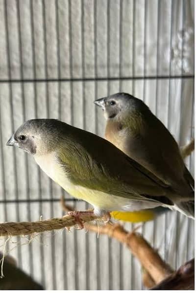 Gouldian Flinch Exhibition size Chick's Available.