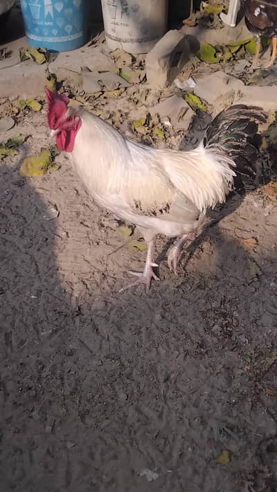 White Desi Cock for urgent sell