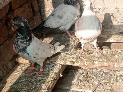 teddy female or bache  03137725000 whatsap call