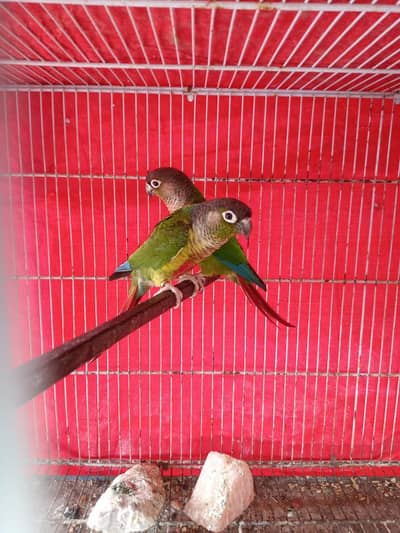 conure for sale
