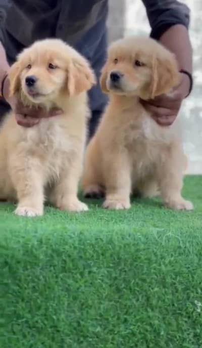 Golden and German and Husky Puppies for Sale Call