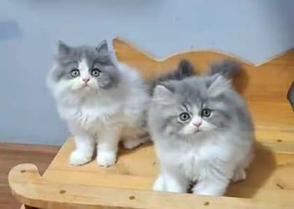 Persian cat kitten for sale my WhatsApp 03126762031