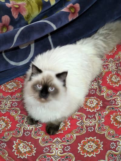 Male female dono urgent sall rabta no 03001838084 whatsap pe rabta kar